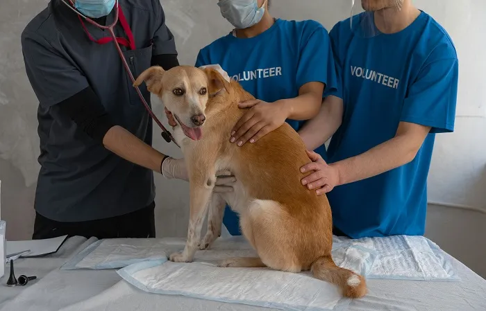podkłady higieniczne yoonco nie tylko dla dzieci
